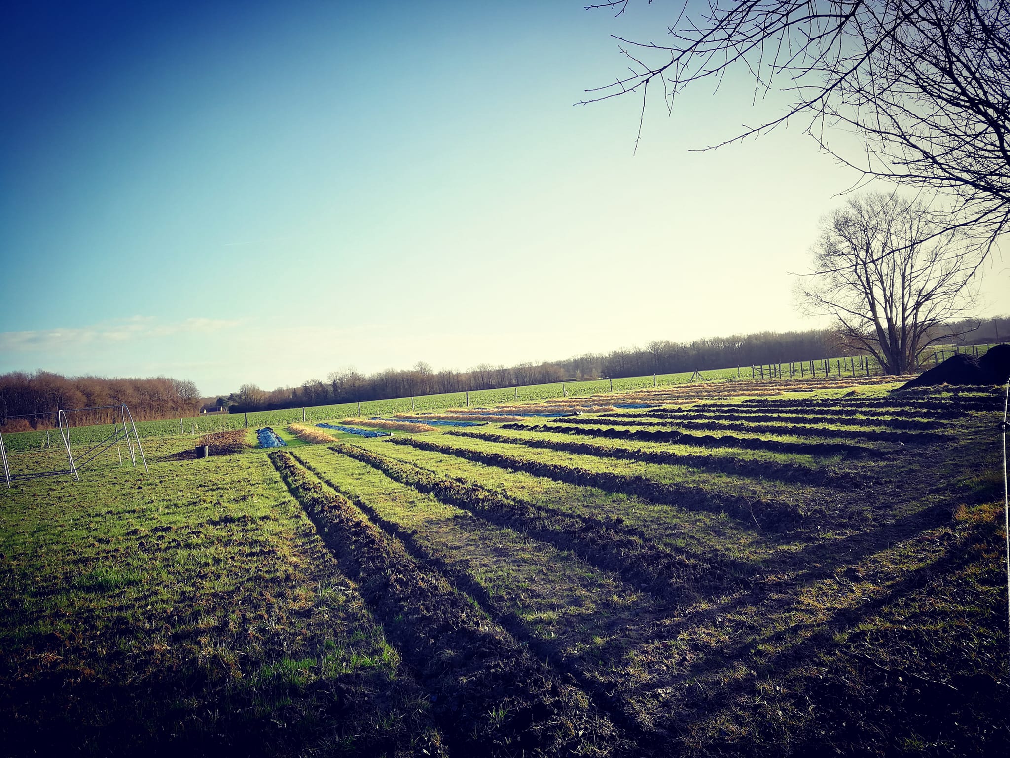 Production de plantes comestibles et de petits plants près de Tours