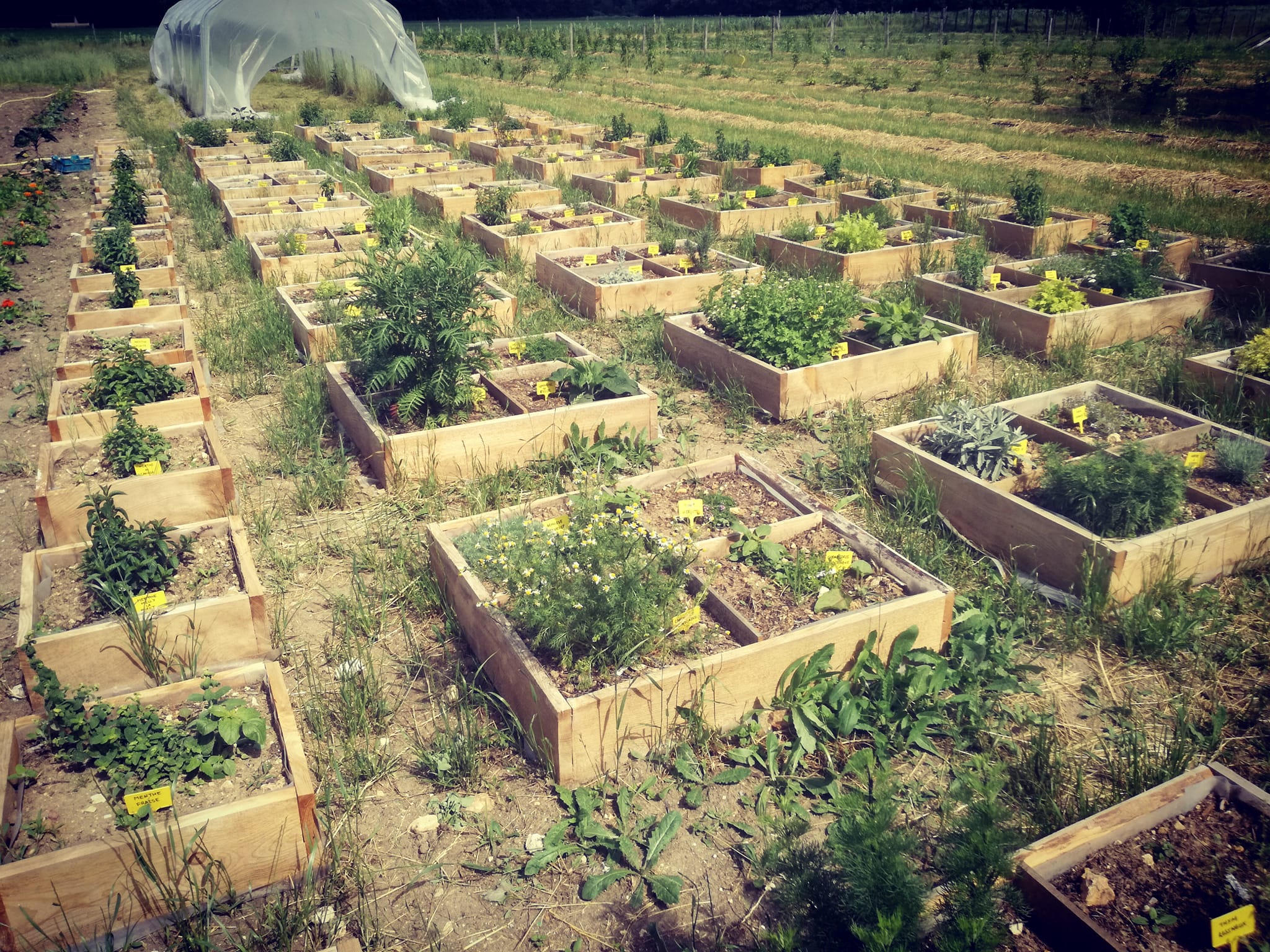 Production de plantes comestibles et de petits plants près de Tours