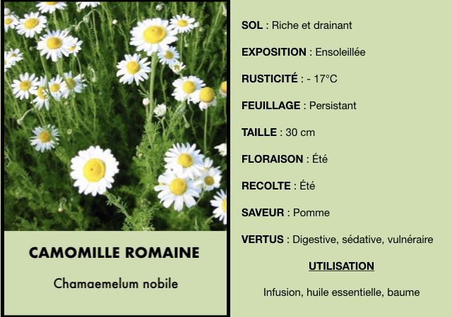 Camomille Bio - Le pot de 1 litre : Plantes aromatiques Botanic® potager et  verger - botanic®