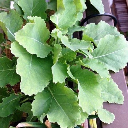 chou-daubenton-brassica-oleracea-plant.jpg