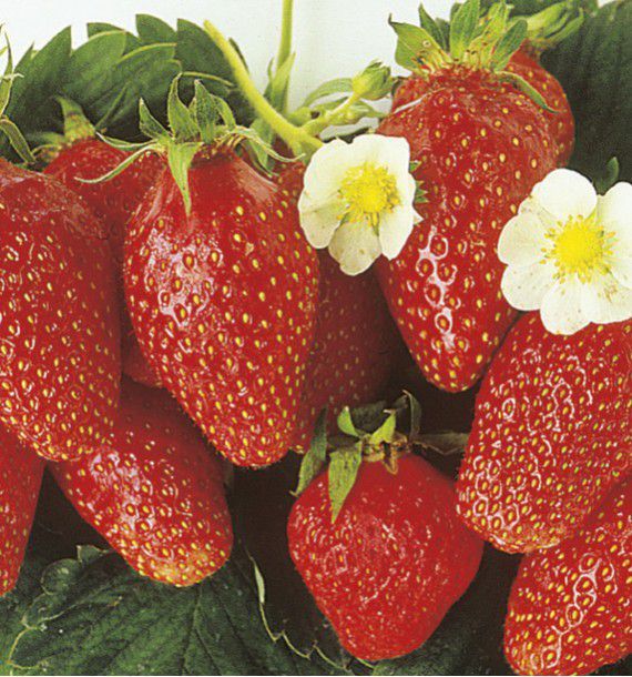 fraisier-ciflorette.jpg