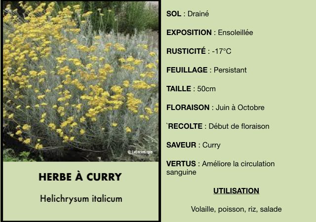 herbe-a-curry.jpeg