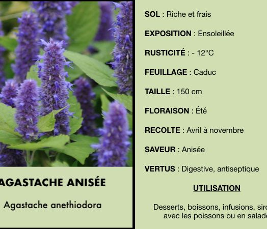 agastache-anisee.jpeg