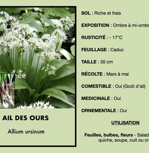 ail-des-ours-1.jpeg