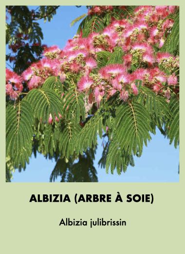 albizia.jpeg