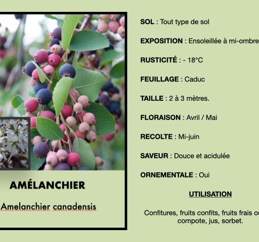 amelanchier-1.jpeg