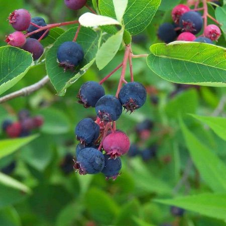 amelanchier-lamarckii.jpg