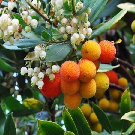 arbousier-fruits-fleurs.jpg