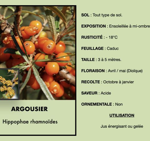 argousier-1.jpeg