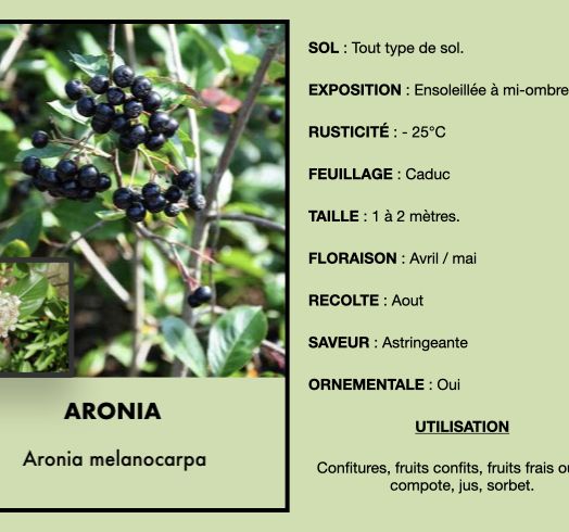 aronia-1.jpeg