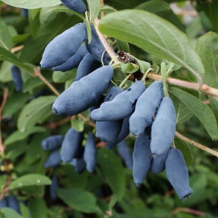 baie-de-mai-chevrefeuille-bleu-comestible.jpg