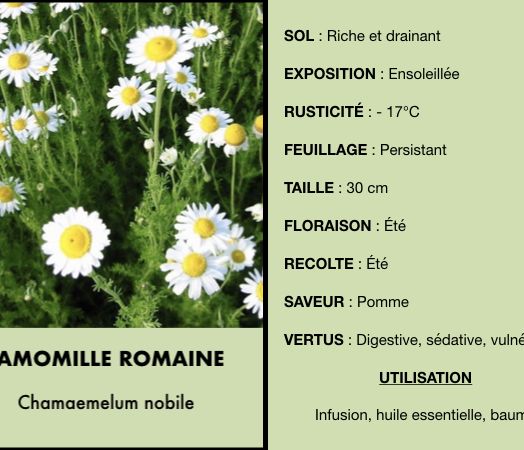 camomille-romaine.jpeg