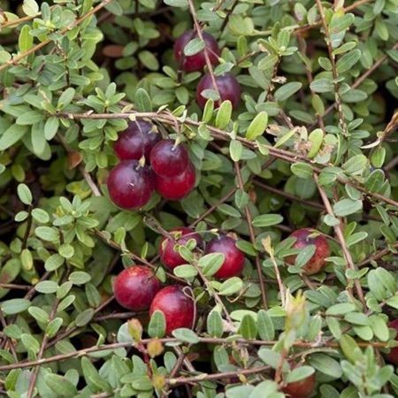 Canneberge (Cramberry) - Pot 1L - 1 an