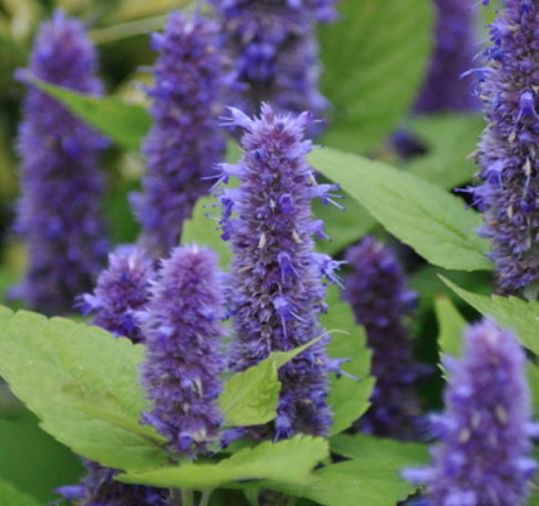 Agastache anisée - Pot 1l - 1 an