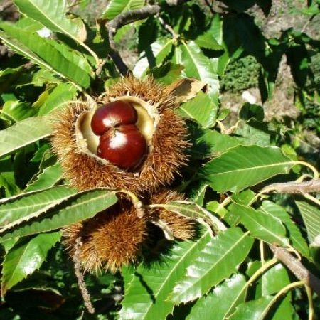 castanea-sativa.jpg