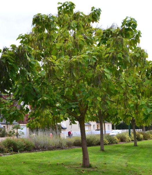 catalpa-bignonioides.jpg