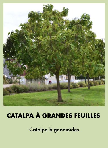 catalpa.jpeg