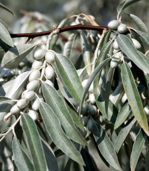 elaeagnus-angustifolia-arbre.jpg