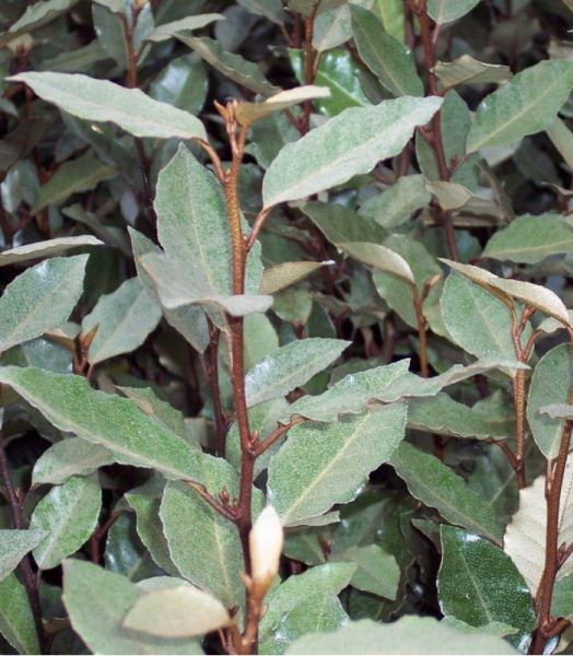 Chalef (Elaeagnus) - Pot 3L - 2 ans