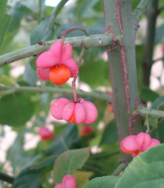 euonymus_europaeus.jpg