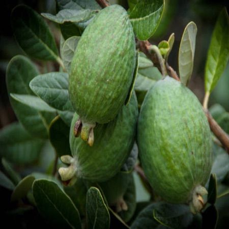 Goyavier du Brésil (Feijoa) - Pot 1L - 1 an