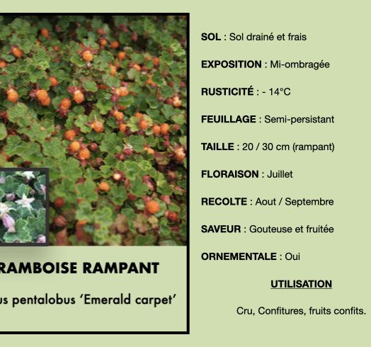 framboisier-rampant-1.jpeg