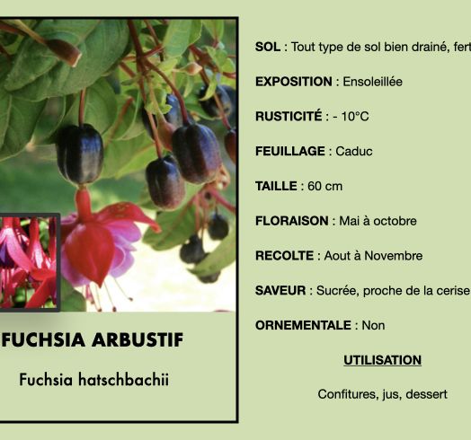 fucshia-arbustif-1.jpeg