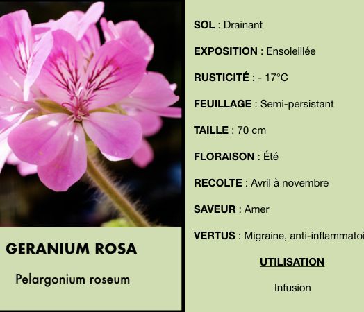 geranium-rosa.jpeg