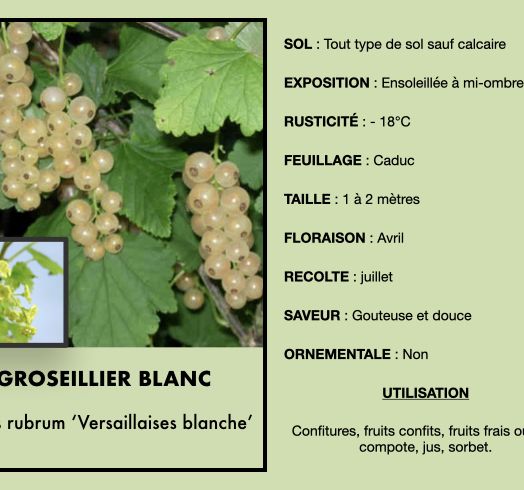 groseillier-blanc-1.jpeg