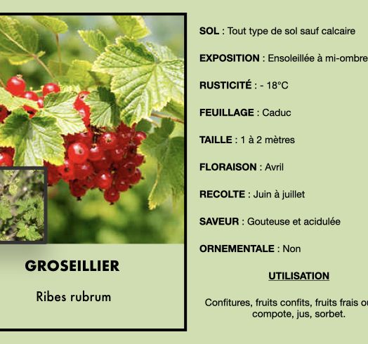 groseillier-rouge-1.jpeg