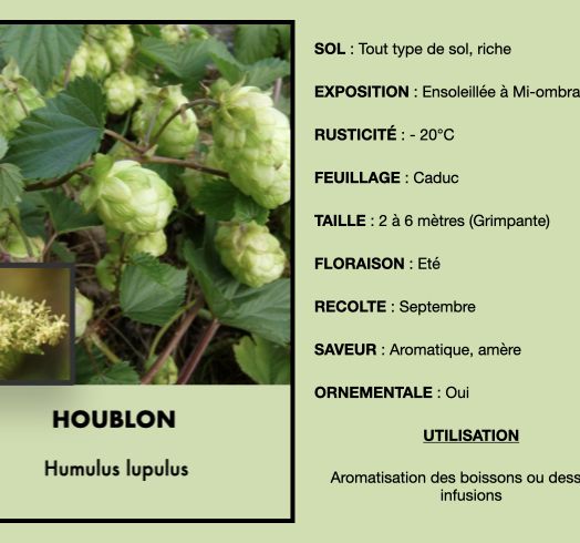 houblon-1.jpeg