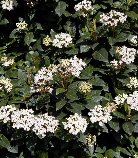 Laurier-Tin (VIburnum) - Pot 3L - 2 ans