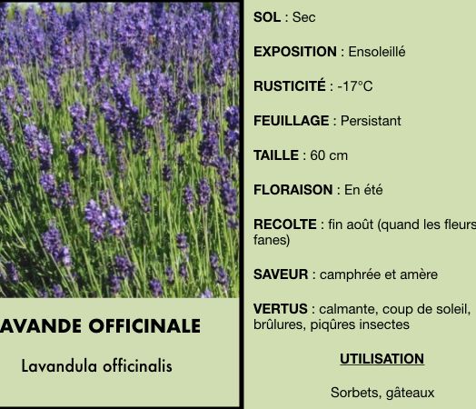 lavande-officinale.jpeg