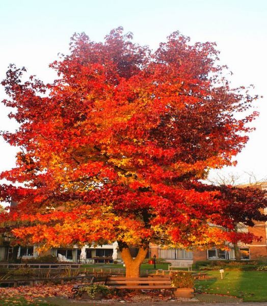 liquidambar.jpg