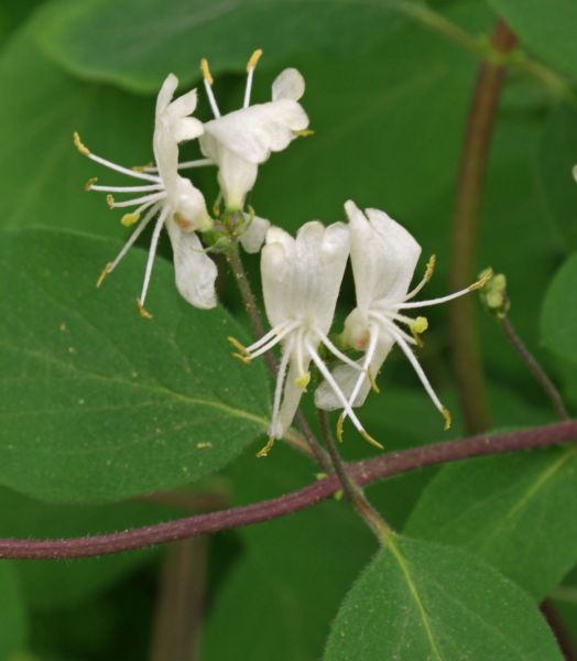 lonicera-xylosteum.jpg