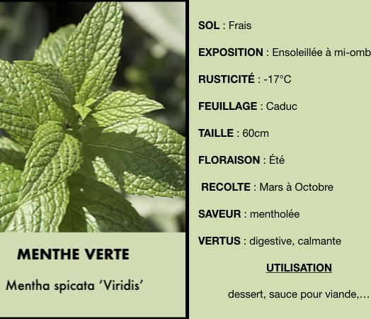 menthe-verte.jpeg