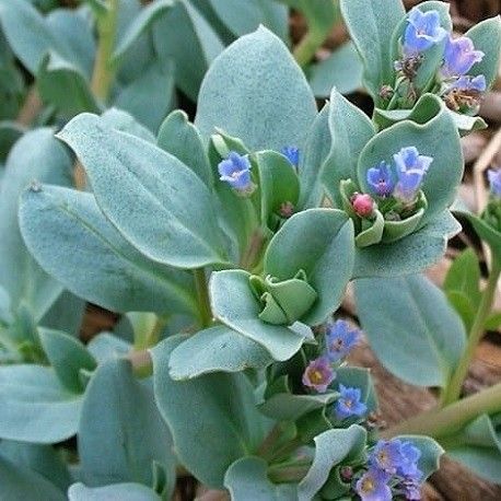 Plante-Huitre (Mertensia) - Pot 1l - 1 an