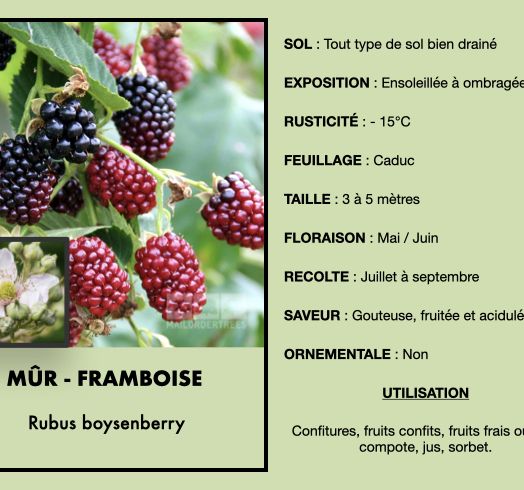 mure-framboise-1.jpeg