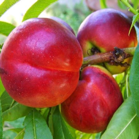 nectarinier-prunus-persica-nucipersica-nectarine-nectarose-.jpg