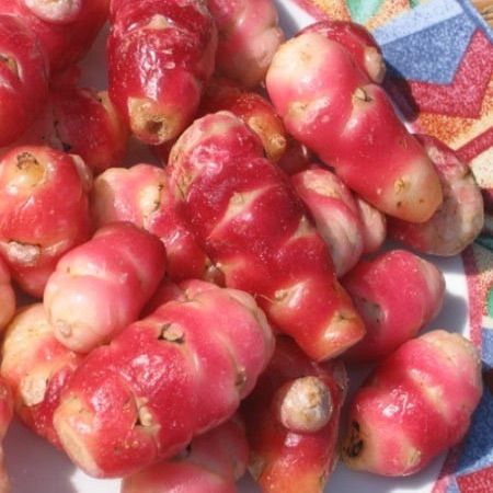 Oca du Pérou - Pot 1l - 1 an