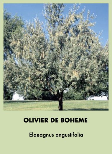 olivier-boheme.jpeg