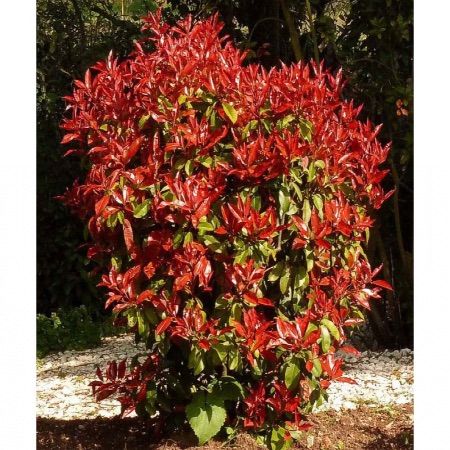 Photinia - Pot 3L - 2 ans