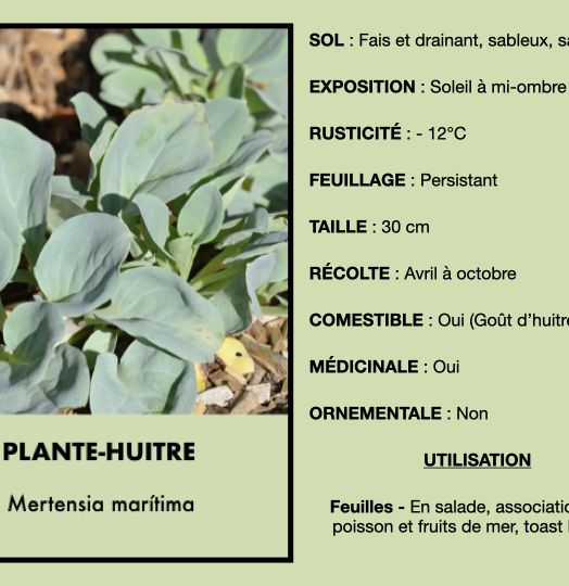 plante-huitre-1.jpeg