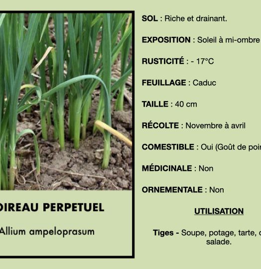 poireau-perpetuel-1.jpeg