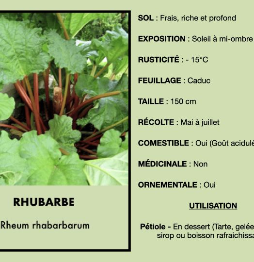 rhubarbe-1.jpeg