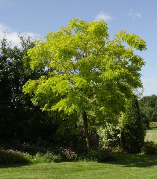 Robinier faux acacia - 2m - 3 ans
