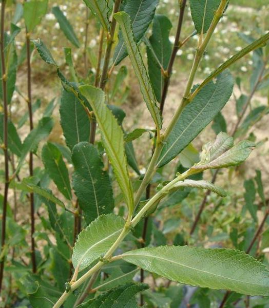 Saule marsault  - Racines nues  - Racines nues (copie)