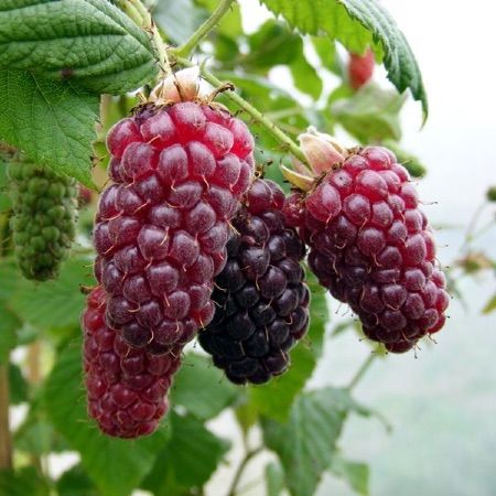 Mûre-Framboise (Tayberry) - Pot 1L - 1 an