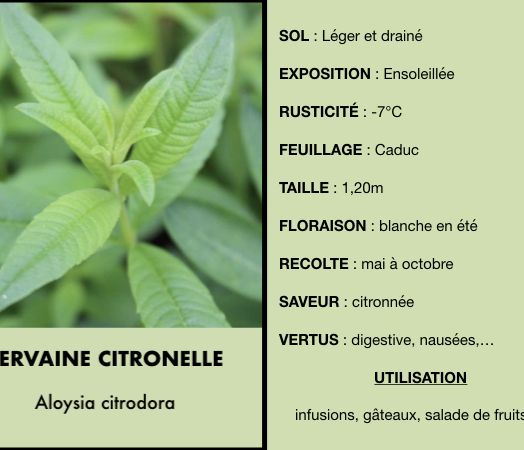 verveine-citronnelle.jpeg