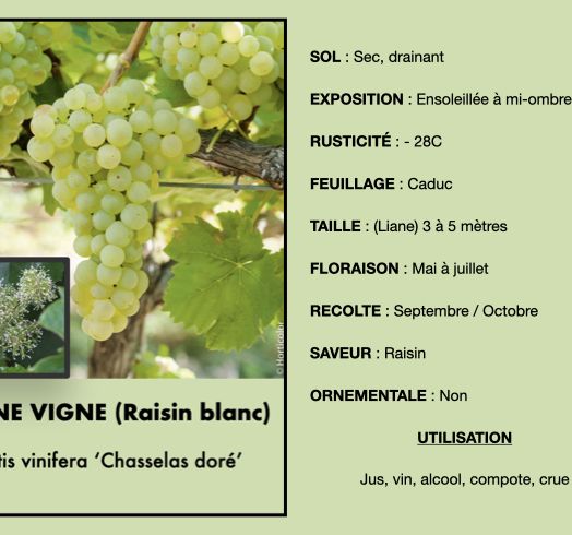 vigne-blanche-1.jpeg